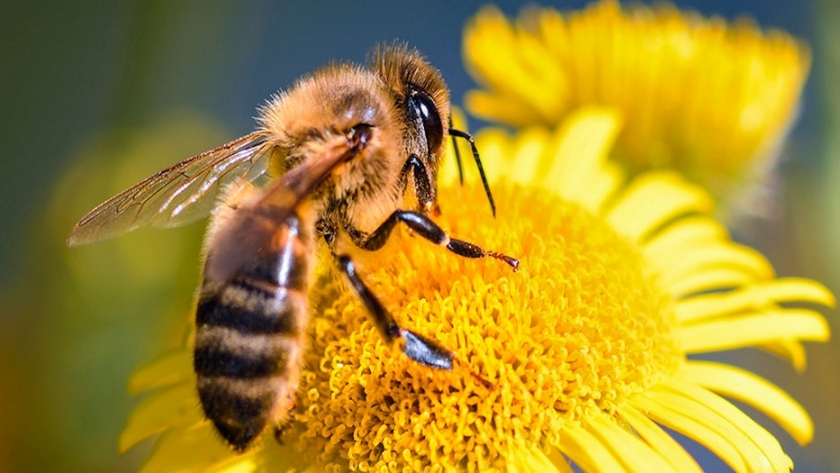 Abejas: crean vacuna comestible contra infecciones microbianas