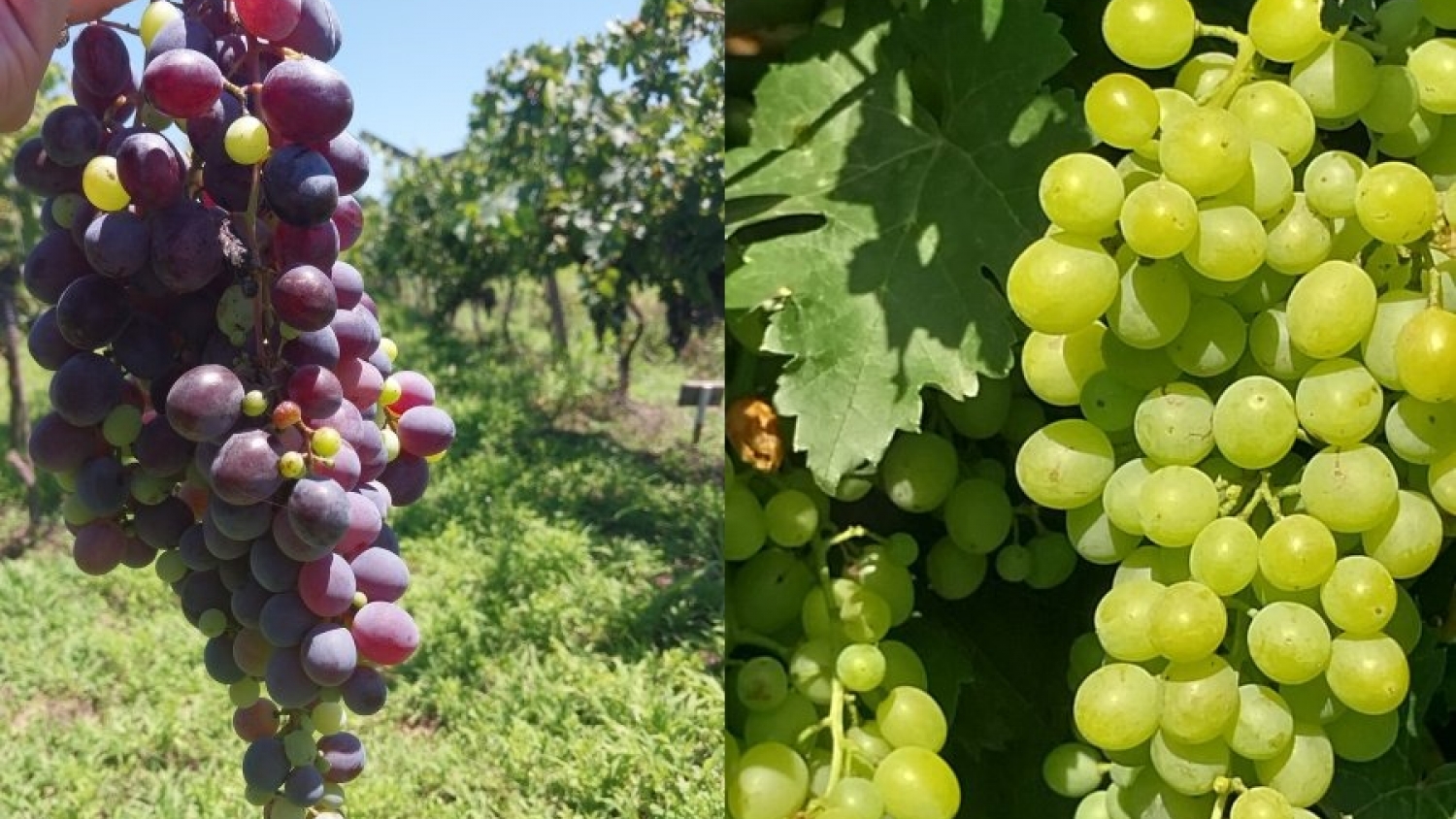 Santiago del Estero apuesta a la uva de primicia y el INTA confirma su ventaja para cosechar antes que Cuyo