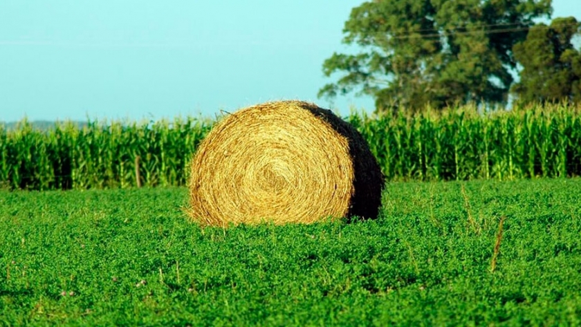 Cómo mejorar el rendimiento de la alfalfa en zonas poco productivas