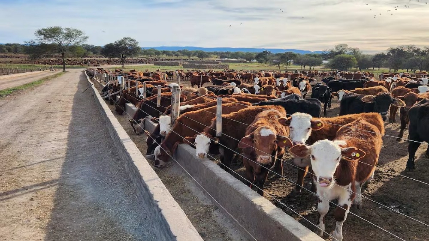 Feedlots registran un récord de existencias y refuerzan las señales de un cambio de ciclo en la ganadería
