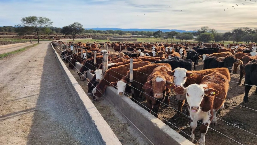 Feedlots registran un récord de existencias y refuerzan las señales de un cambio de ciclo en la ganadería