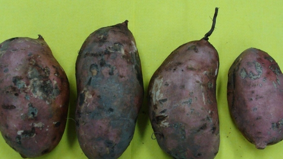 Batatas de pulpa naranja: evalúan el potencial antioxidante