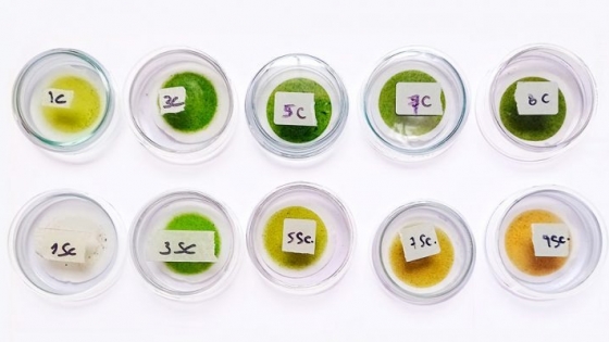 Microalgas de Tucumán: descubren su potencial biotecnológico