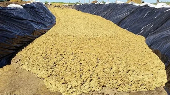 Del descarte industrial a la proteína del futuro: cómo el bagazo cervecero empieza a transformarse en carne y alimentos humanos