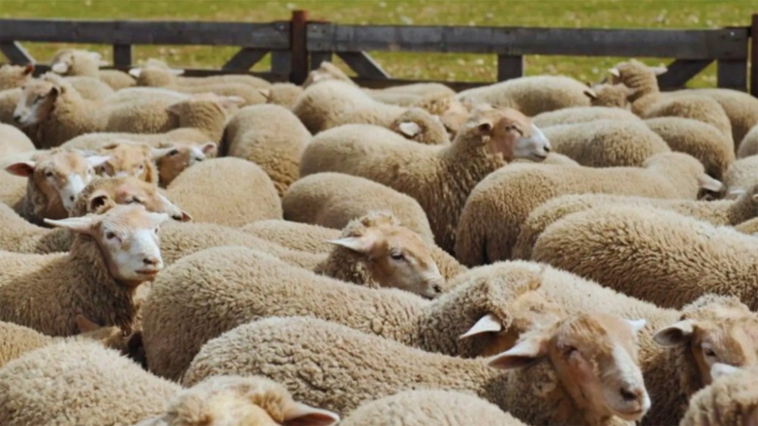 nnovación en ovinos: la ganadería de precisión se afianza en Argentina
