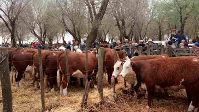 Vuelven los remates físicos de hacienda bovina en Santa Fe