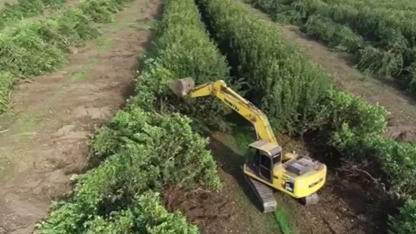 Crisis histórica: Tucumán registra el desmonte de miles de hectáreas de plantaciones de limón