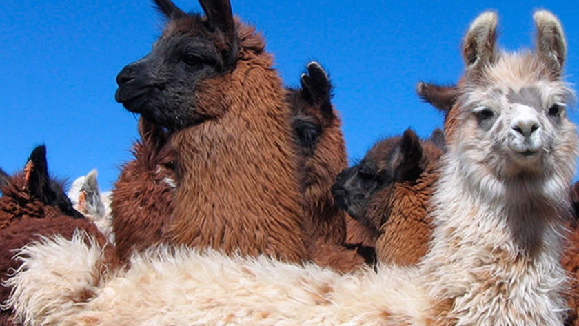 Impulsan en argentina la producción sostenible de llamas y alpacas