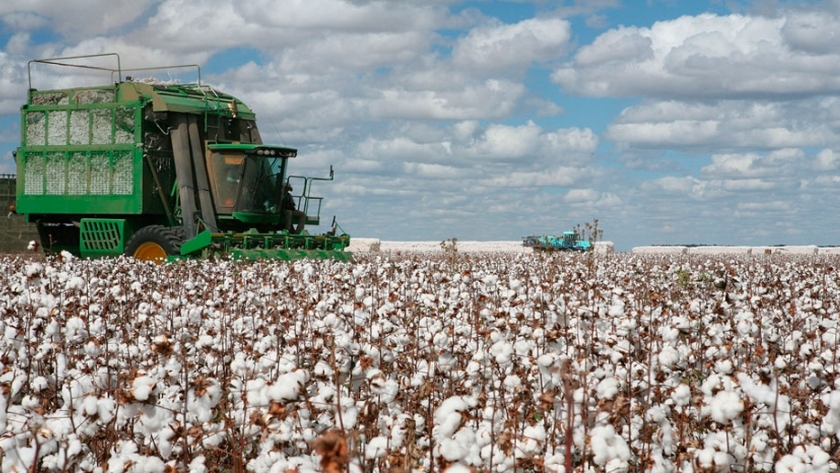 EE.UU. El cultivo de algodón crece en sustentabilidad