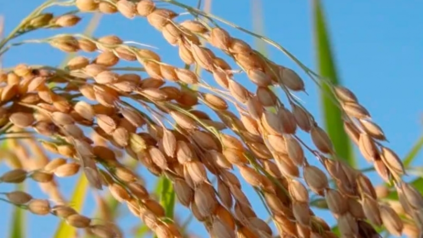 El súper arroz que rinde el doble y se vende bien afuera