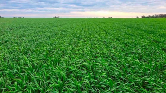 Córdoba bate récord histórico de trigo con 5,7 millones de toneladas y rindes excepcionales