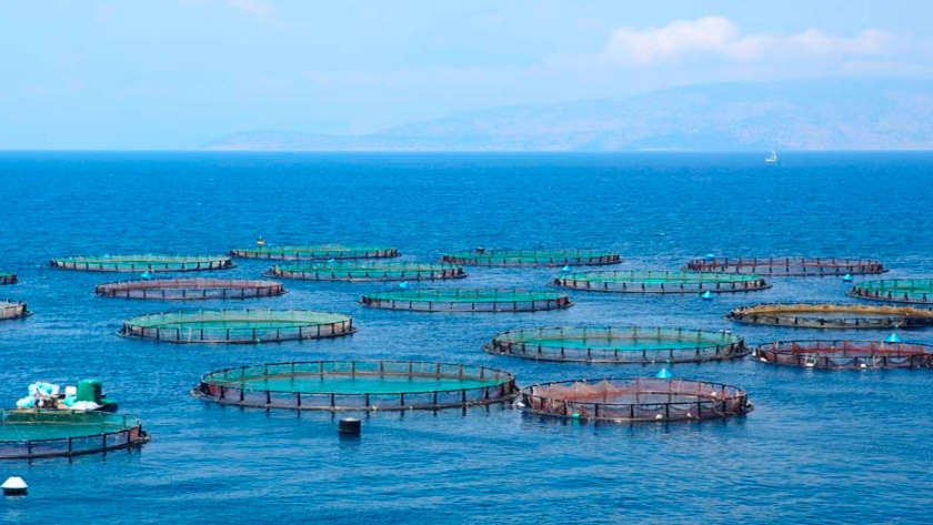 El 16% de los trabajadores de salmoneras proviene de otras ciudades