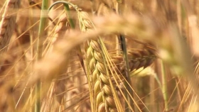 Identifican los genes de referencia útiles para la mejora genética del trigo