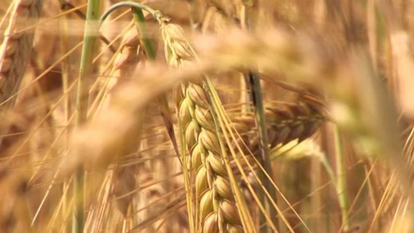 Identifican los genes de referencia útiles para la mejora genética del trigo