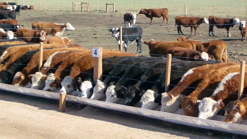 Feedlot: alertan por menor demanda de terneros