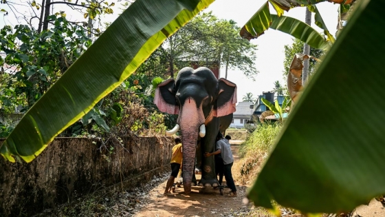 Los elefantes robots en la India: una alternativa ética para preservar tradiciones y proteger a los animales