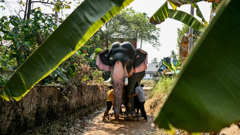 Los elefantes robots en la India: una alternativa ética para preservar tradiciones y proteger a los animales