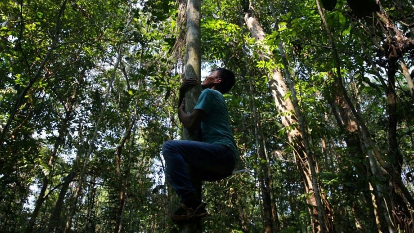La Amazonía Brasileña Busca Un Nuevo Modelo De Desarrollo