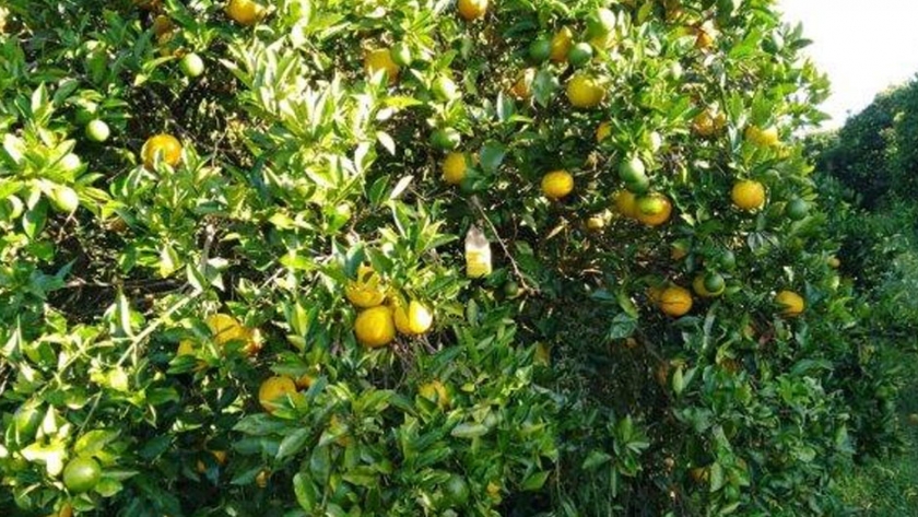 Nueva tecnología aplicada al monitoreo de la mosca de los frutos