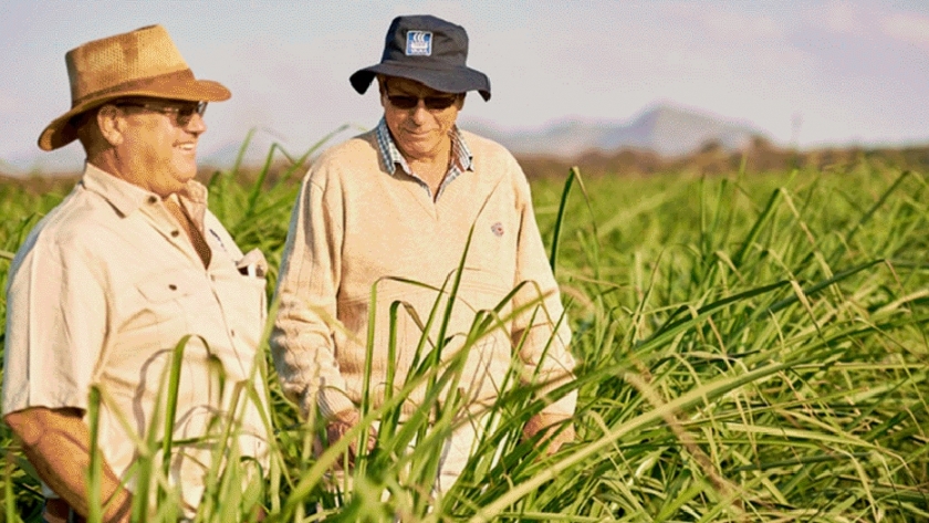 Presentarán una solución para aumentar rindes en caña de azúcar