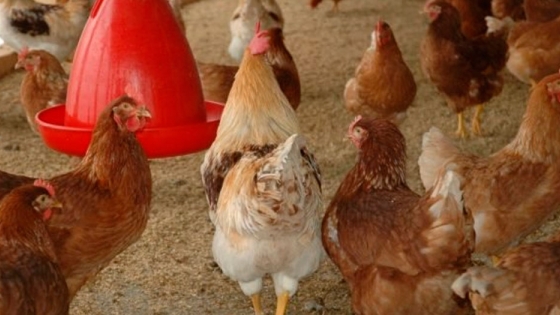 ¿Cómo debe ser el gallinero ideal para tus gallinas?