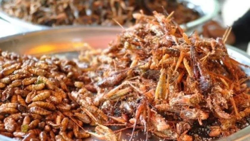 Insectos: el nuevo superalimento que revoluciona la alimentación en Patagonia