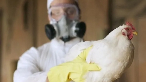 <Gripe aviar: el Gobierno aprobó nuevos subsidios a producciones afectadas