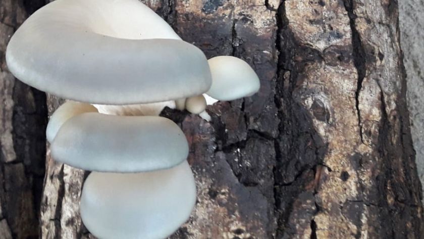 Hongos comestibles: una producción con proyección a futuro