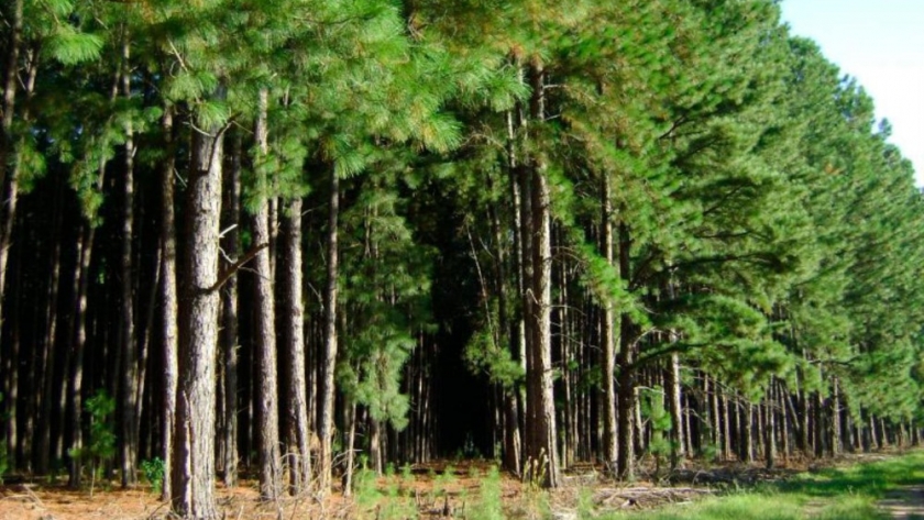 $12.000.000 para la protección de los bosques nativos de la provincia de Corrientes