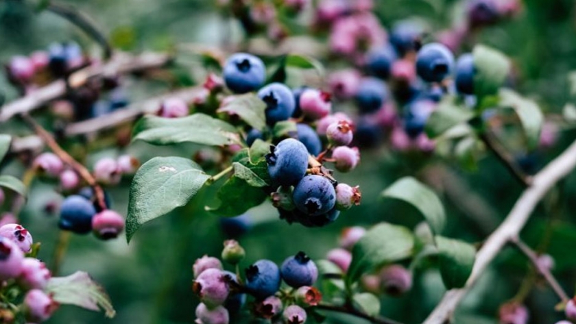 APP informará a productores y exportadores en tiempo real sobre calidad de frutas