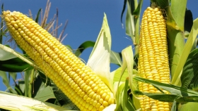 Aplicación de fungicidas contra roya y tizón en maíz