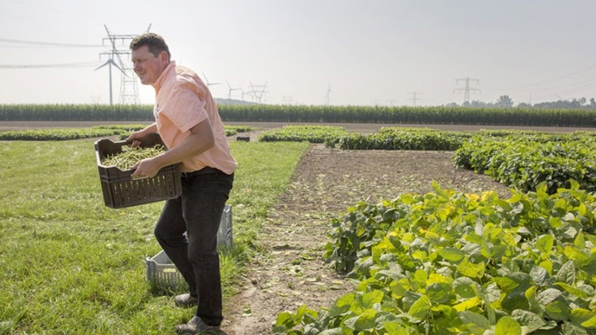 Menos cultivo de proteaginosas en los Países Bajos