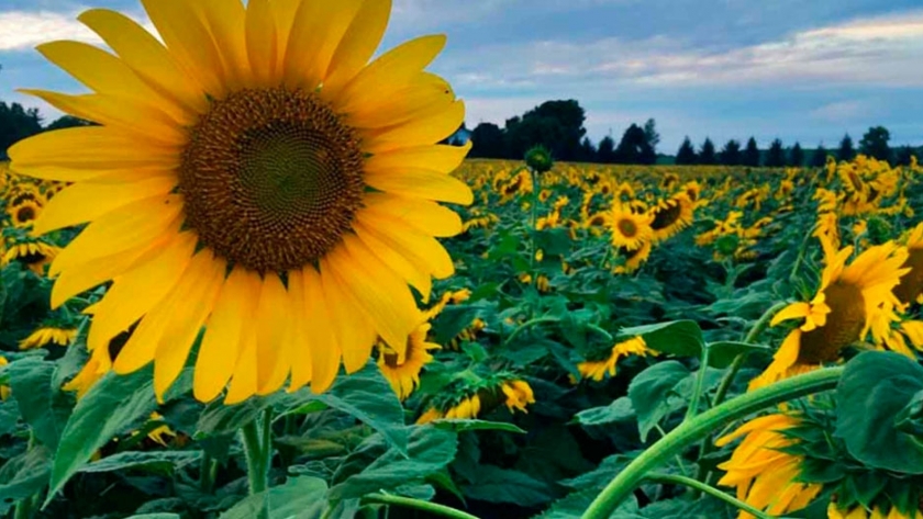 Buenos Aires: el girasol alcanzó rendimientos de entre 20 y 28 quintales