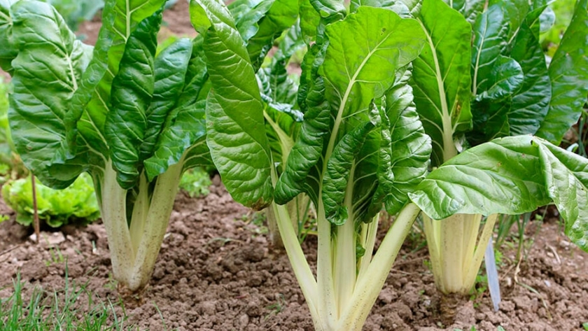 Acelga, una hortaliza versátil y fácil de plantar en la huerta