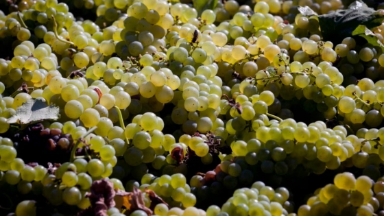 Día del Sauvignon Blanc: los secretos detrás de un varietal vibrante que conquista paladares