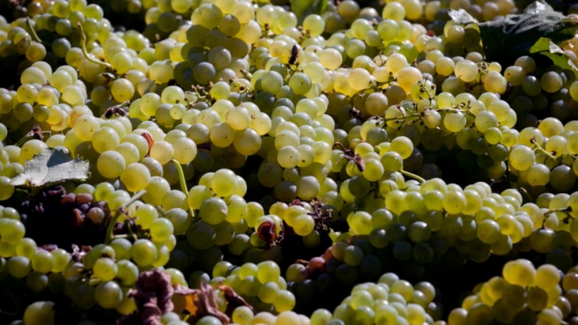 Día del Sauvignon Blanc: los secretos detrás de un varietal vibrante que conquista paladares