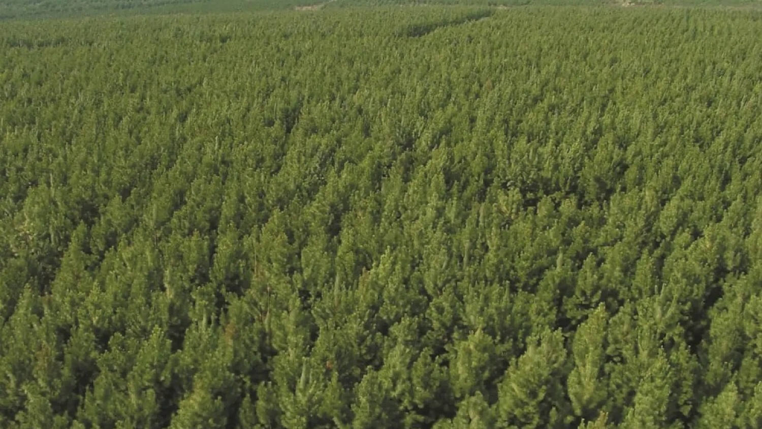 Misiones redujo 18% la deforestación en 2025 y refuerza un sistema integral de control forestal