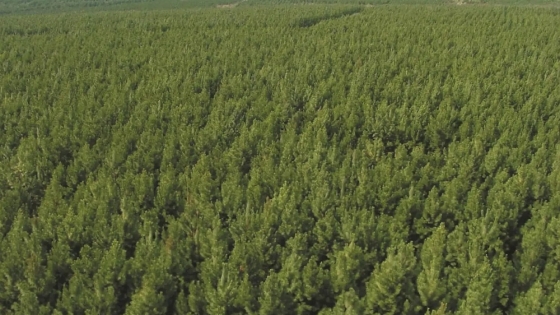 Misiones redujo 18% la deforestación en 2025 y refuerza un sistema integral de control forestal