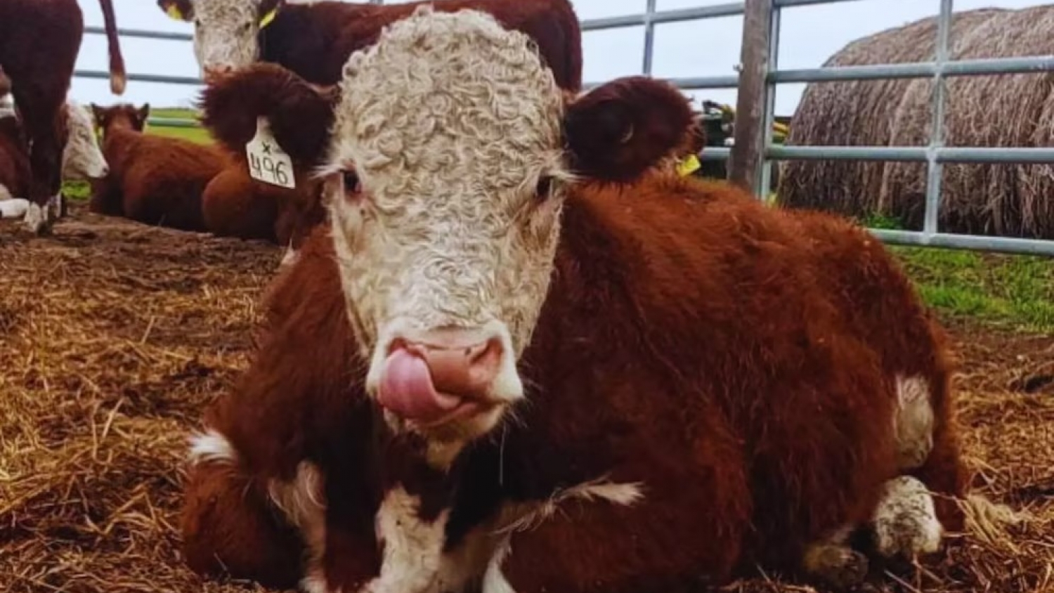 Toros que comen menos y rinden más: la genética Hereford suma datos clave para la ganadería del futuro