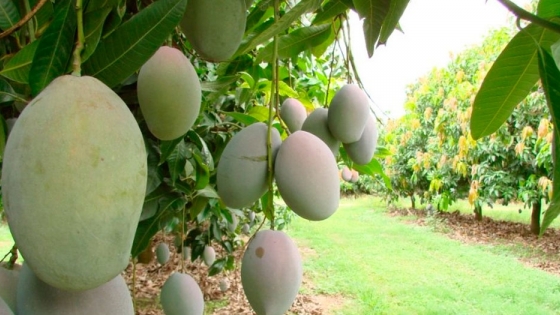 Premiaron al mango de Yuto, fruta exótica y alternativa regional