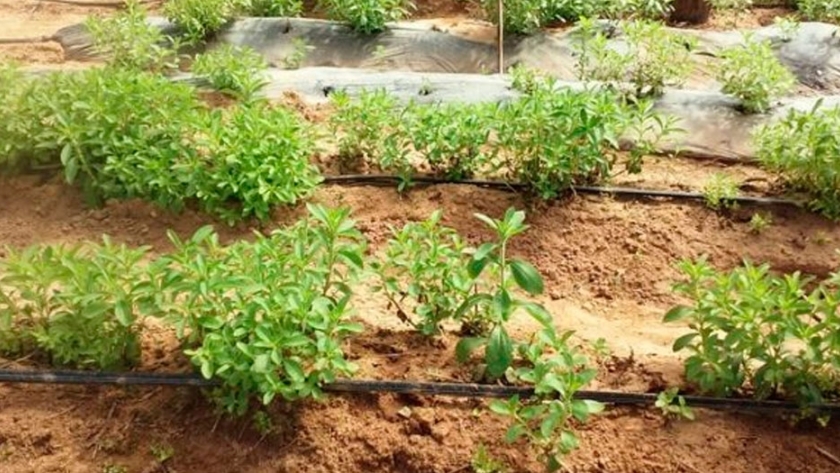 Cómo obtener Stevia en una huerta ecológica