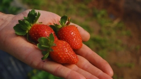 Energía eólica y solar para producir fruta de calidad en la Patagonia