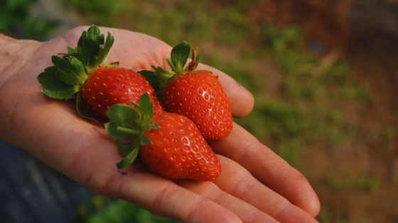 Energía eólica y solar para producir fruta de calidad en la Patagonia