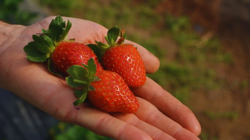 Energía eólica y solar para producir fruta de calidad en la Patagonia