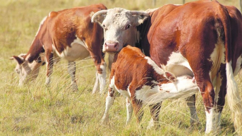 Bovinos: claves para el éxito del destete precoz y de la primera recría de terneros