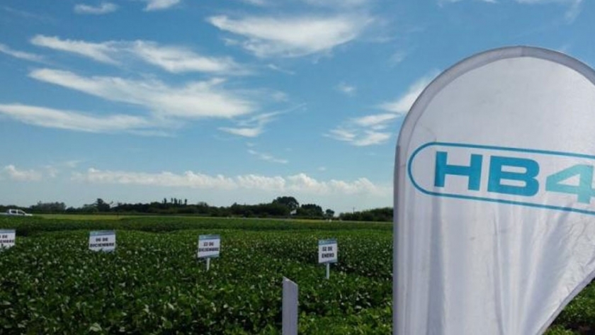 Paraguay aprobó la venta de la soja HB4, tolerante a sequía
