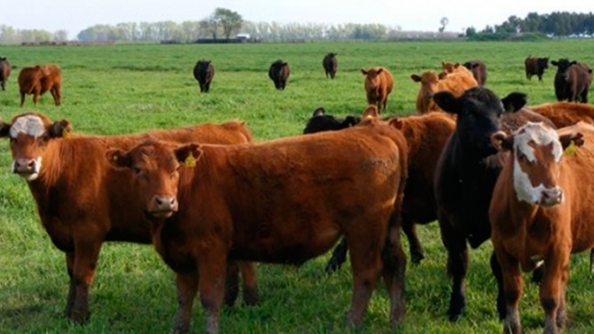 ¿Es negocio destinar parte del campo criador a recriar?