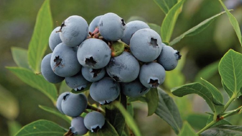 Nuevas variedades de arándanos: cuáles son las que conviene exportar