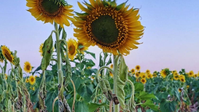 Jopo: conocer esta planta invasiva, clave para evitar que llegue al país