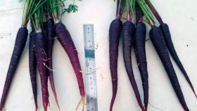Zanahoria morada, potencial materia prima para color y antioxidante